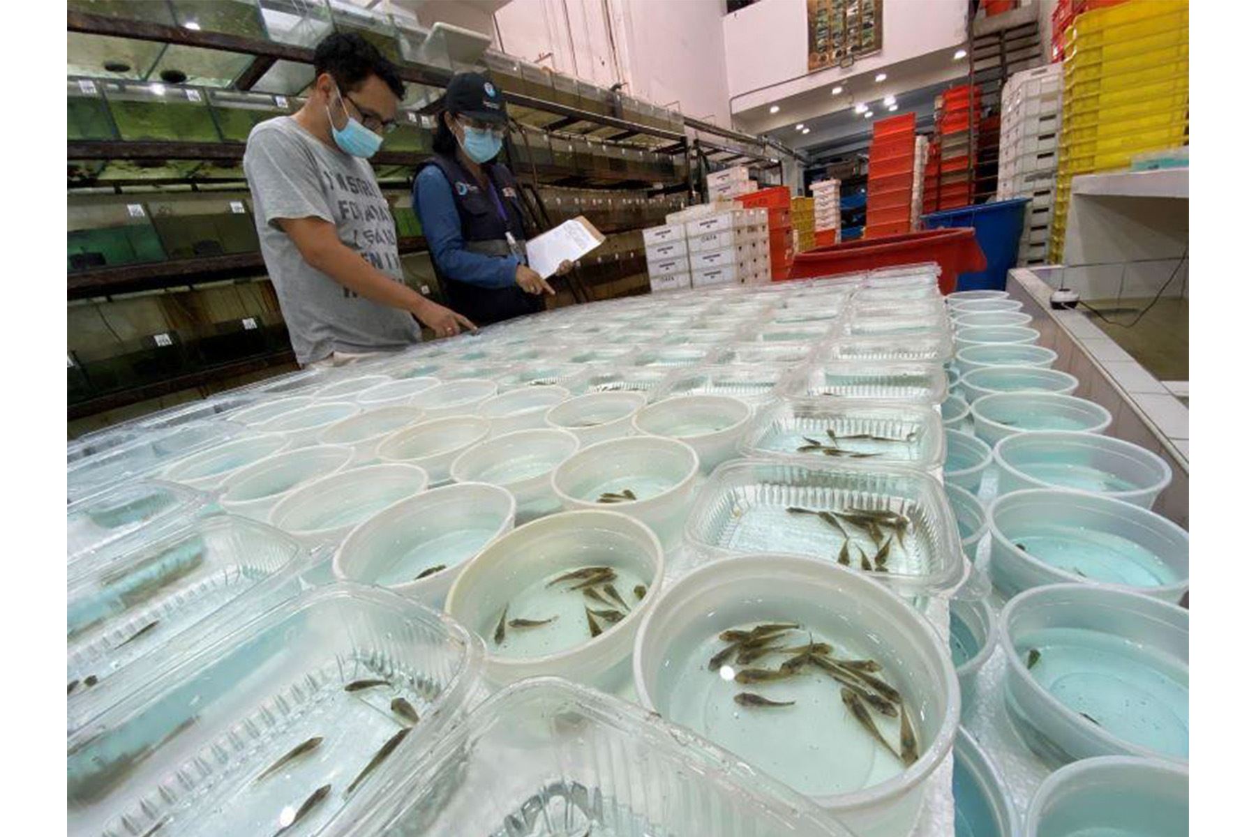 Peces ornamentales de la Amazonía peruana ingresan a mercados internacionales