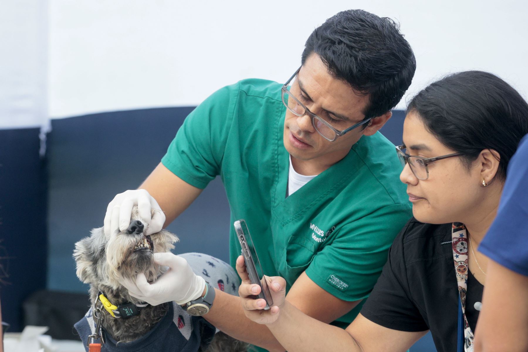 Medicos veterinarios brindaron consultas gratuitas en áreas como dermatología, cardiología, oftalmología y ecografía para evaluar la salud integral de los animales. Foto: ANDINA/ Vidal Tarqui