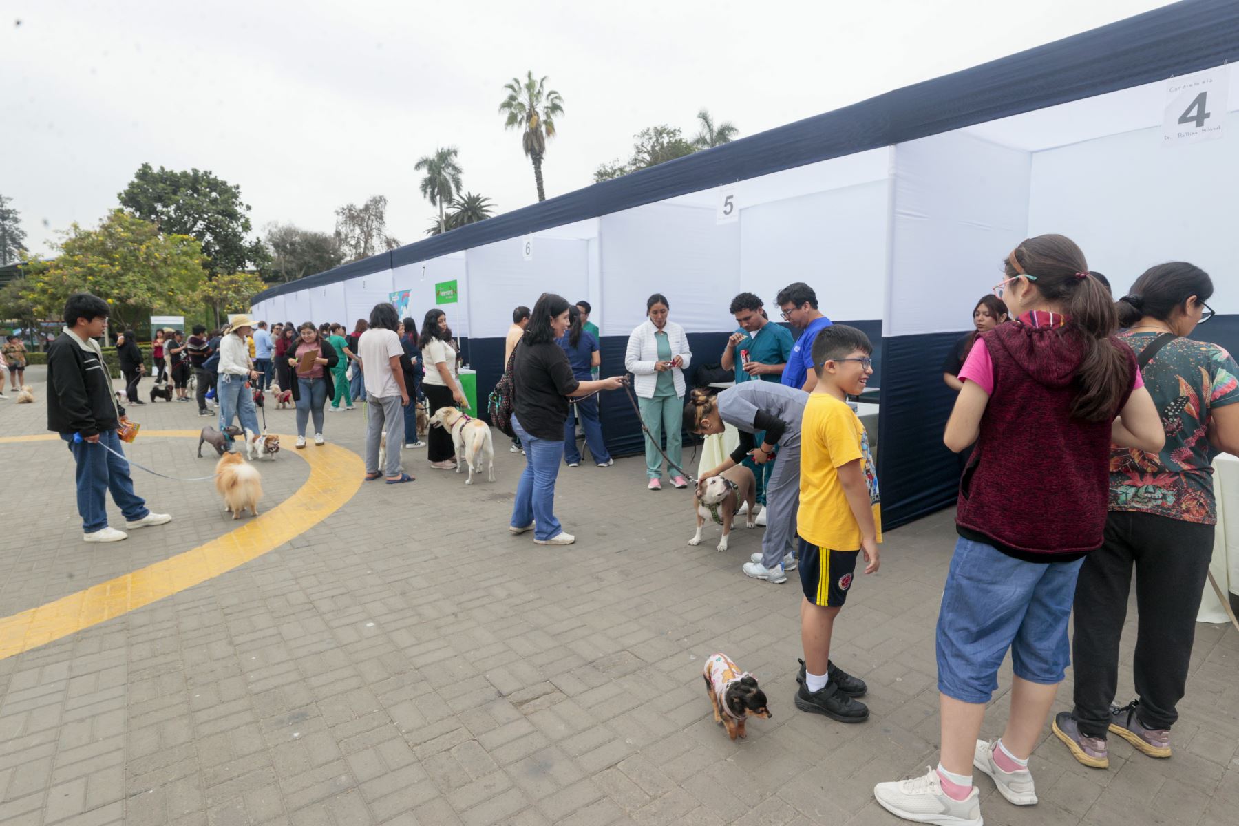 La Municipalidad de Lima invita a las familias a participar en lanzamiento de la campaña “Lima: actúa por sus vidas”, orientada a promover la adopción responsable, el buen trato y el cuidado de los animales de compañía.  ofrecerán servicios veterinarios gratuitos de desparasitación, corte de uñas y limpieza de oídos, así como consultas especializadas en dermatología, cardiología, oftalmología y ecografía. Foto: ANDINA/ Vidal Tarqui