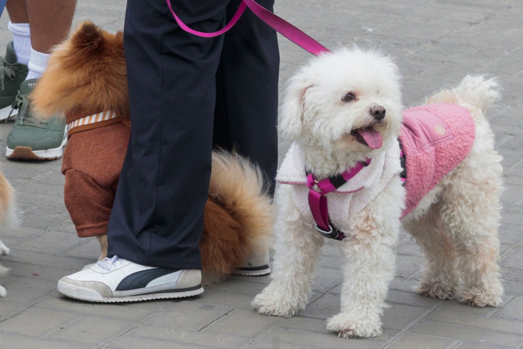 La Municipalidad de Lima invita a las familias a participar en lanzamiento de la campaña “Lima: actúa por sus vidas”, orientada a promover la adopción responsable, el buen trato y el cuidado de los animales de compañía.  ofrecerán servicios veterinarios gratuitos de desparasitación, corte de uñas y limpieza de oídos, así como consultas especializadas en dermatología, cardiología, oftalmología y ecografía. Foto: ANDINA/ Vidal Tarqui