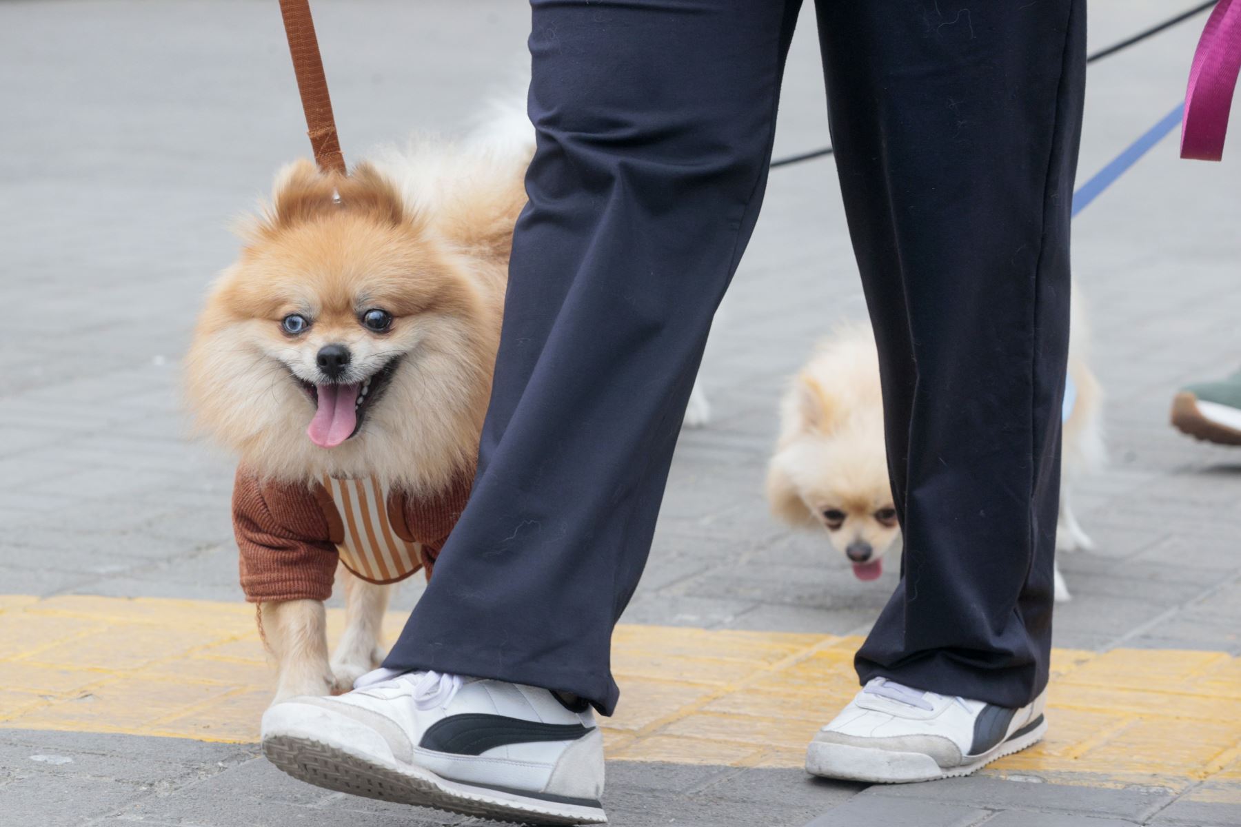 La Municipalidad de Lima invita a las familias a participar en lanzamiento de la campaña “Lima: actúa por sus vidas”, orientada a promover la adopción responsable, el buen trato y el cuidado de los animales de compañía.  ofrecerán servicios veterinarios gratuitos de desparasitación, corte de uñas y limpieza de oídos, así como consultas especializadas en dermatología, cardiología, oftalmología y ecografía. Foto: ANDINA/ Vidal Tarqui