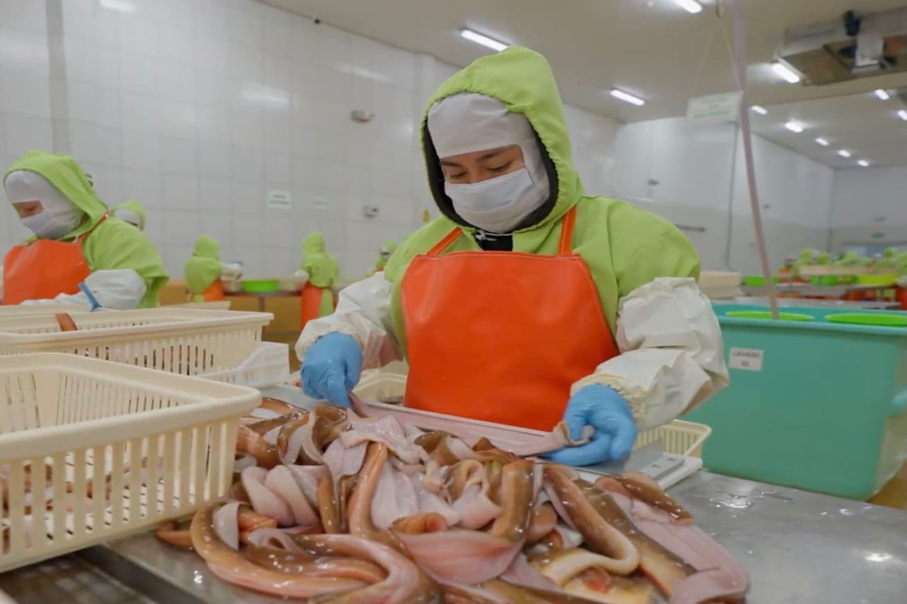 Mercado potencial: Japón podría consumir más anguila peruana tras lograr certificación MSC