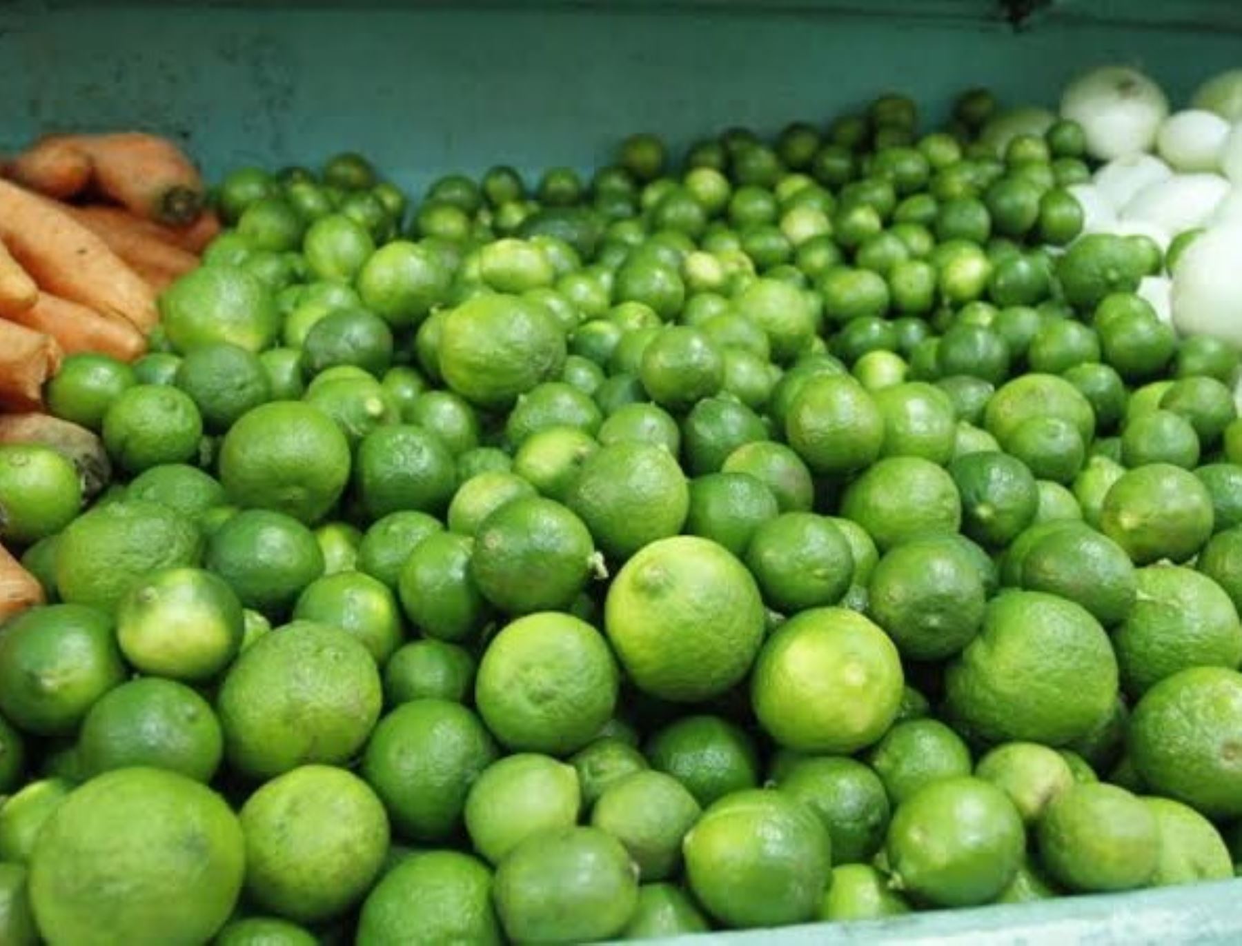 Producción de limón en Piura creció 29.3 % en julio y supera las 18,000 toneladas