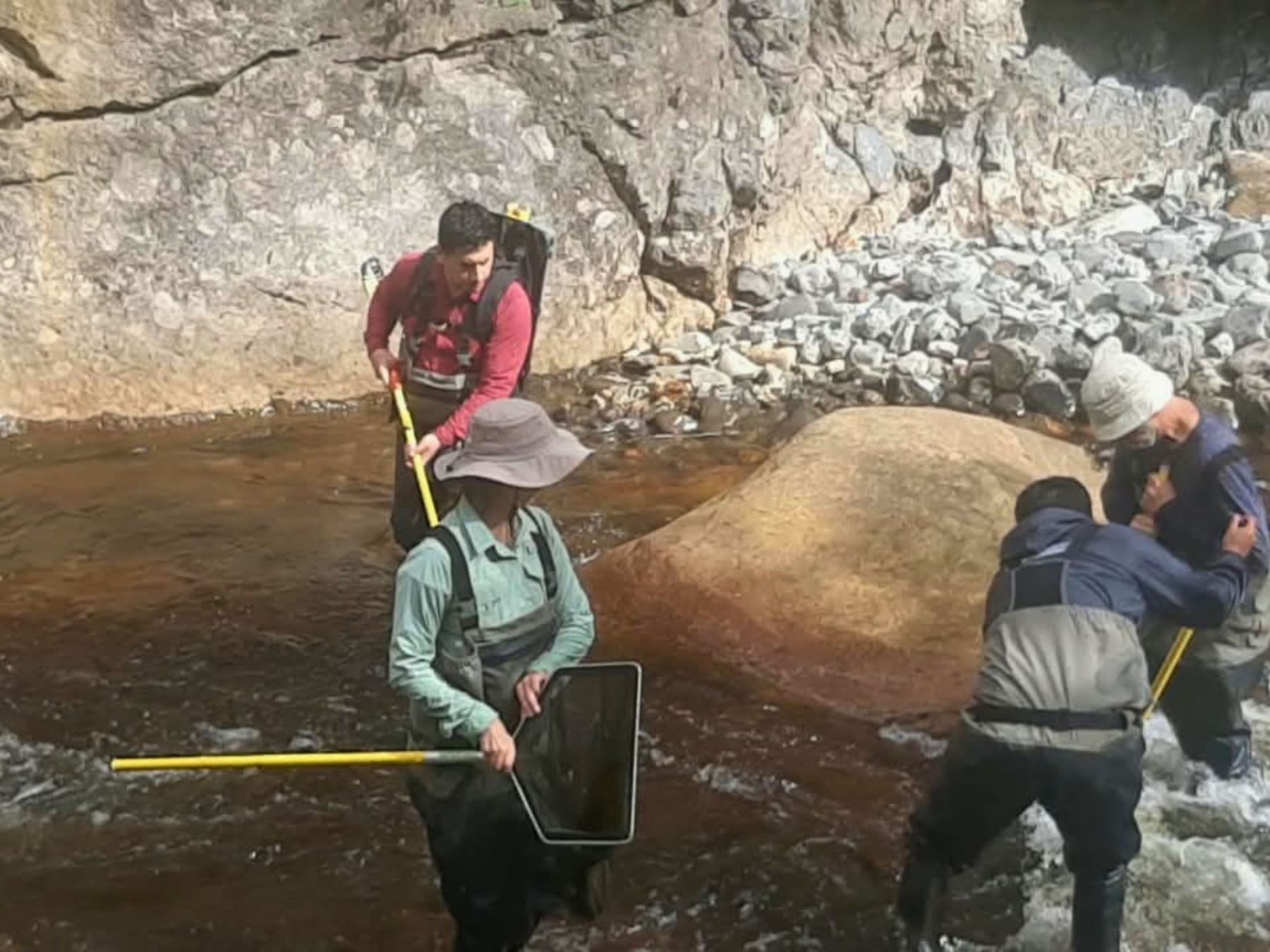 Científicos recorren ríos de Cajamarca y Amazonas para estudiar la diversidad de peces