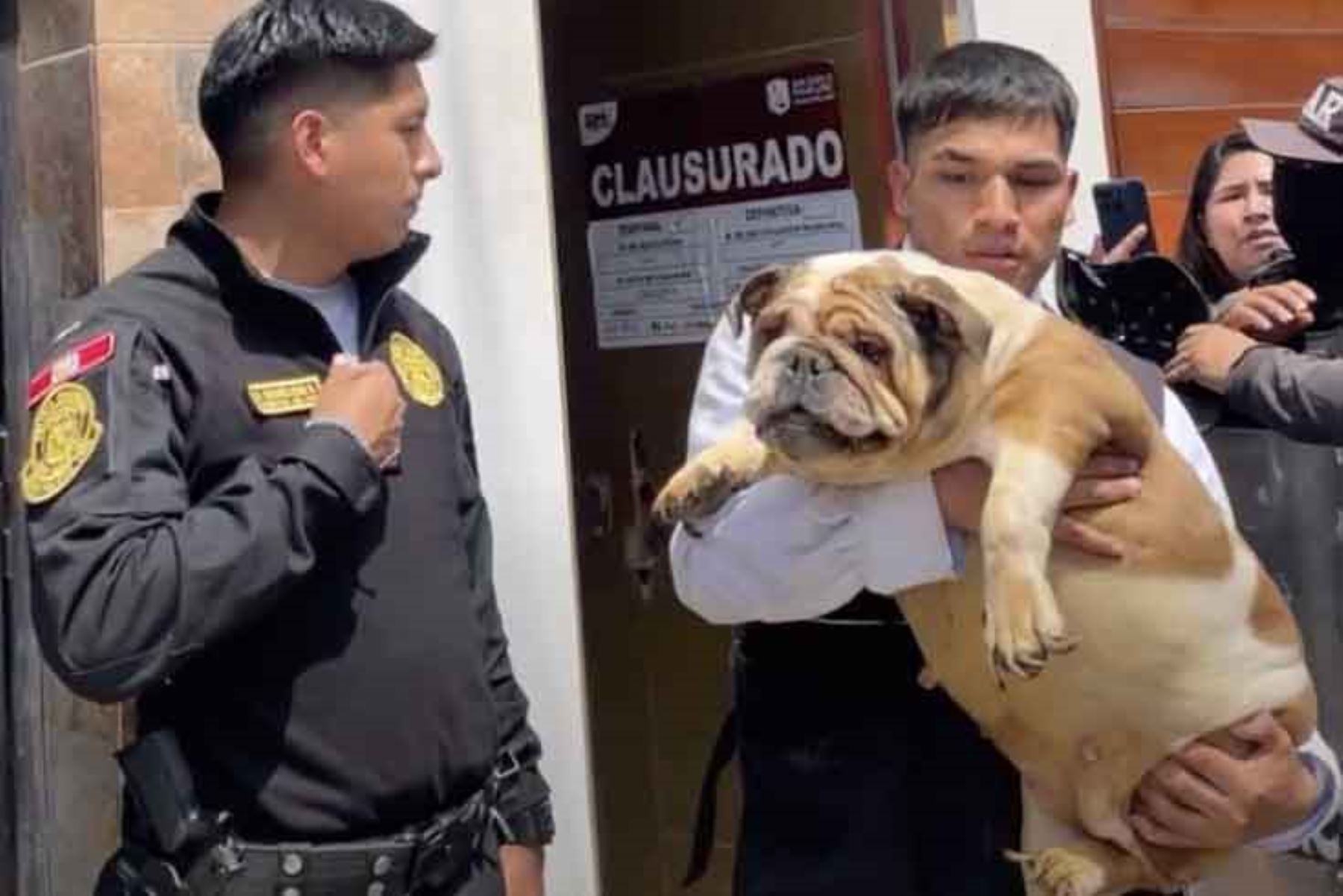 Rescatan 48 perros en mal estado de criadero clandestino en San Juan de Miraflores