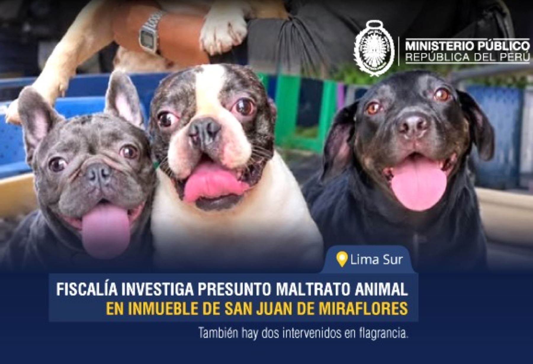 Fiscalía investiga caso de presunto maltrato en inmueble donde se hallaron 47 perros