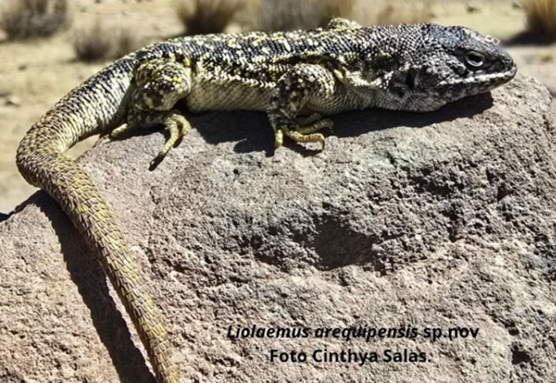 Hallazgo en Arequipa: descubren nueva especie de lagartija que vive hasta los 4,800 metros