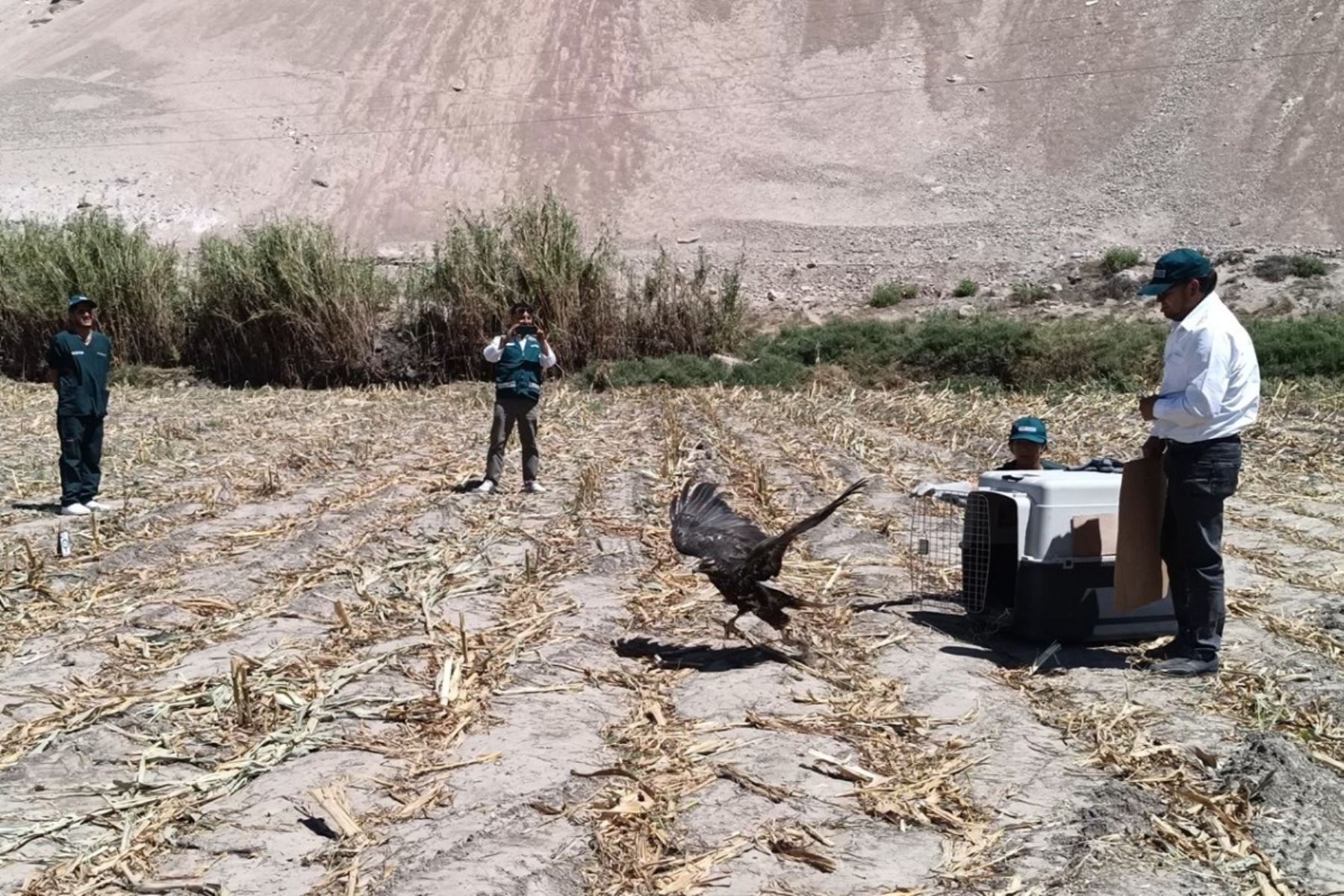 Serfor Arequipa libera águila mora tras recibir atención especializada