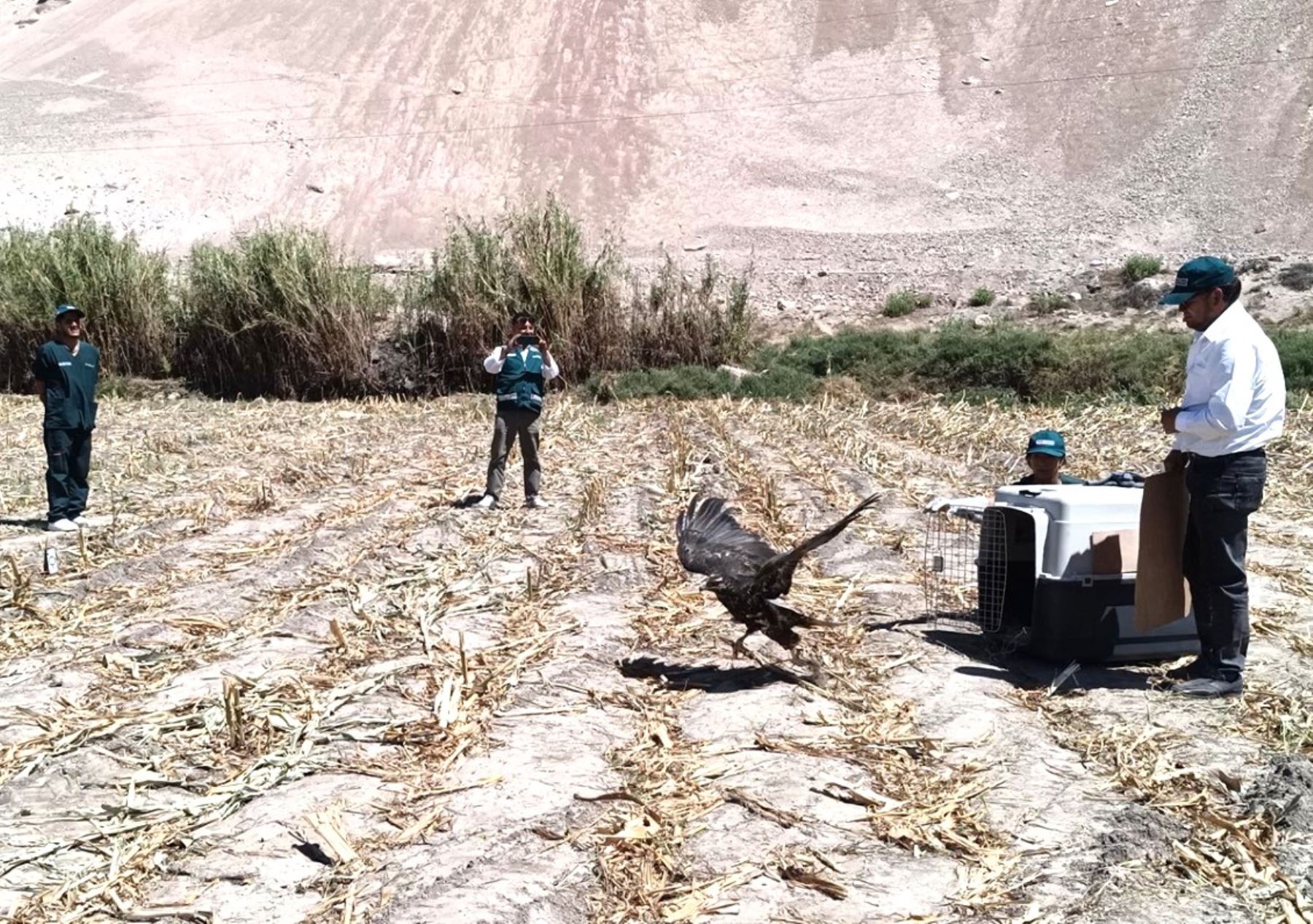Arequipa: Serfor libera águila mora tras rescatarla y recuperarla de una lesión