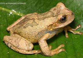 Una nueva especie de rana marsupial para la ciencia fue descubierta en los bosques nublados de Huancavelica, ubicado en la provincia de Tayacaja, informó el Sernanp. ANDINA/Difusión
