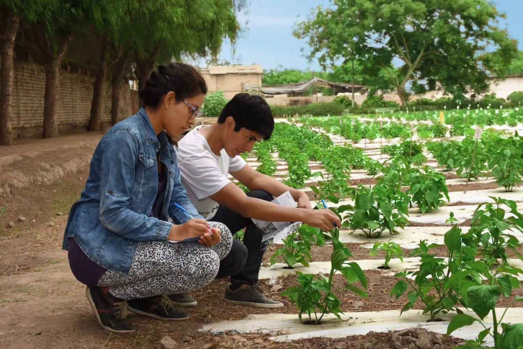 Perú impulsa oportunidades para jóvenes del campo y fortalece cooperación con Panamá