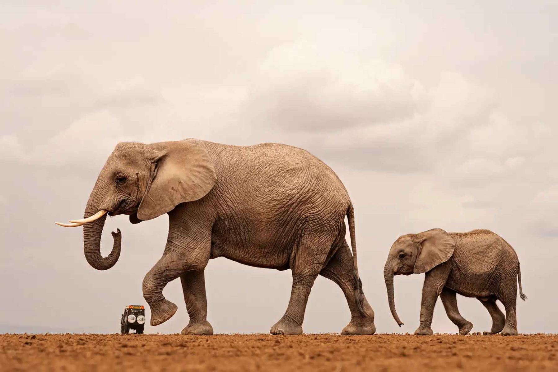 “Lessons”, de Heather Cudworth, muestra a elefantes africanos durante un baño de polvo en el Parque Nacional Amboseli, en Kenia. Foto: ANDINA/Heather Cudworth.