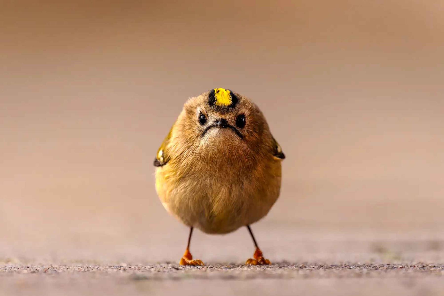 “Angry Bird”, de Jan Wittmer, retrata a un reyezuelo sencillo en la isla alemana de Helgoland, justo cuando miraba de frente a la cámara. Foto: ANDINA/Jan Wittmer.