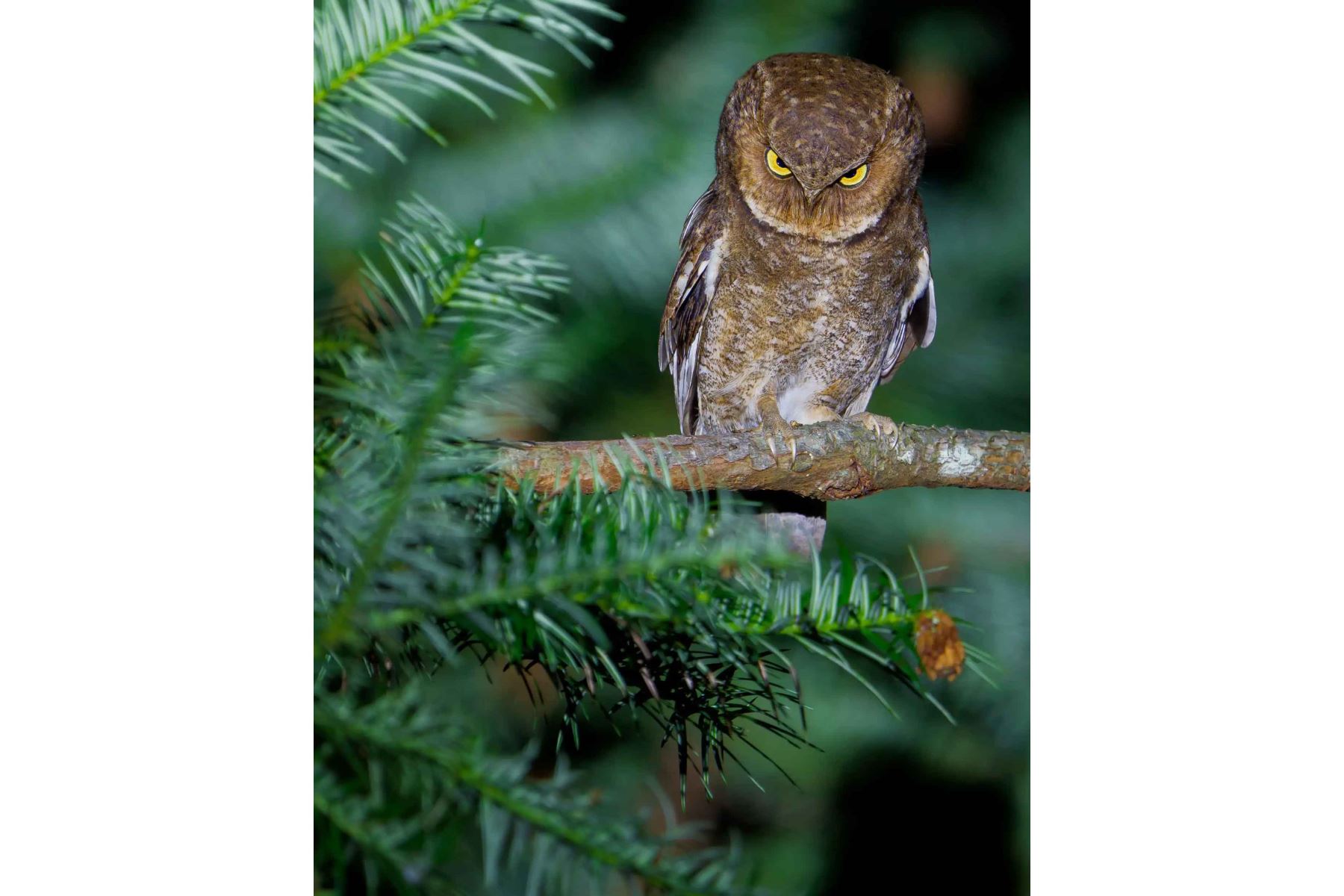 “Resting Owl Face”, de Ka Chun Jacky Sung, presenta a un búho en una escena finalista del concurso, centrada en el gesto frontal del ave. Foto: ANDINA/Ka Chun Jacky Sung.