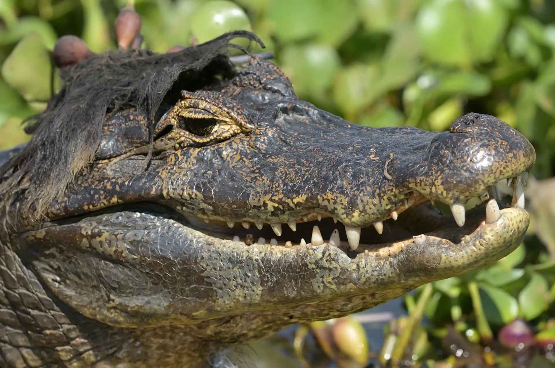 “Elvis”, de Paolo Torre, capta a un caimán en el Pantanal brasileño con vegetación sobre la cabeza, imagen que recuerda un peinado de los años cincuenta. Foto: ANDINA/Paolo Torre.