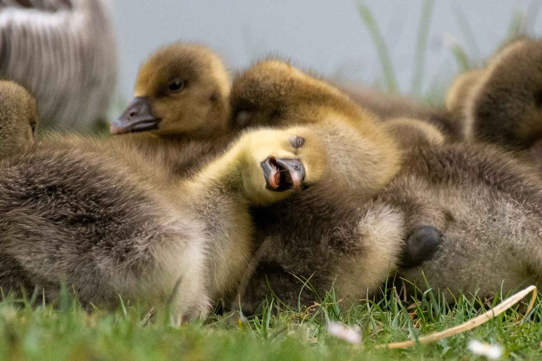 “Zonkling”, de Celine Nic Oireachtaigh, retrata a un grupo de crías de ganso gris descansando junto al lago Finnamore, en el condado de Offaly, Irlanda. Foto: ANDINA/Celine Nic Oireachtaigh.