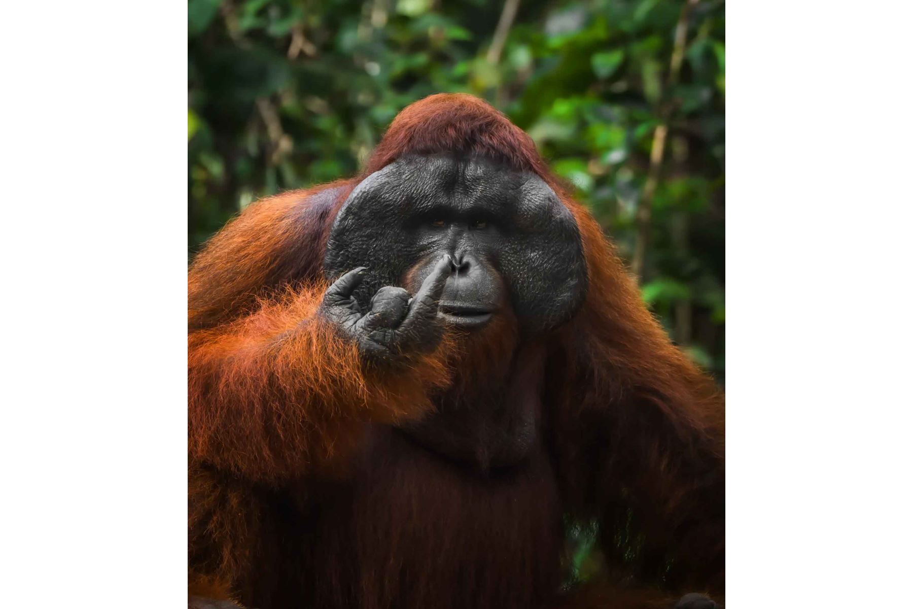 “Spicy Orangutan”, de Tanner Mansell, capta a un orangután silvestre en la selva de Borneo en un gesto coincidente mientras se alimentaba. Foto: ANDINA/Tanner Mansell.