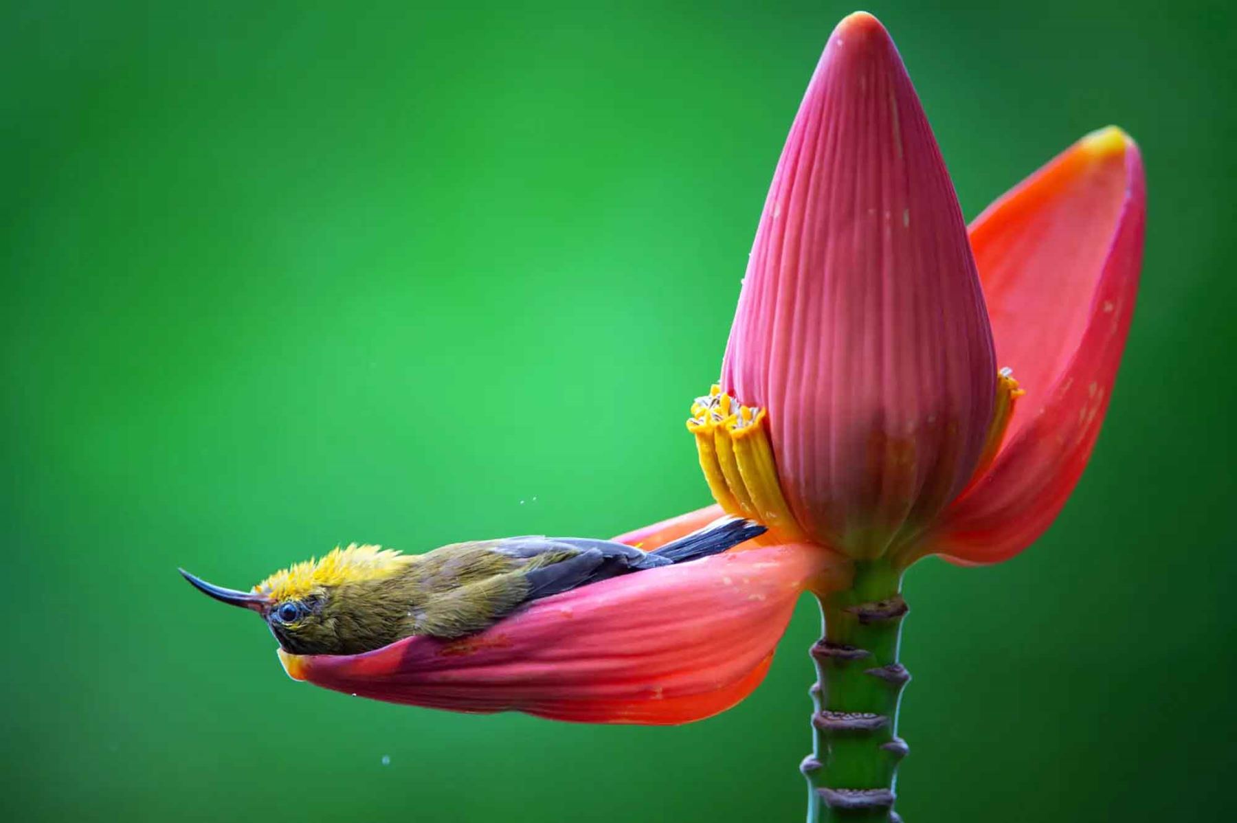“Out of Water”, de Thong Duy Vu, registra a un pequeño suimanga sobre una flor de banano, donde buscaba néctar y agua en un entorno natural de Vietnam. Foto: ANDINA/Thong Duy Vu.