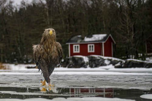 Vida silvestre en momentos curiosos: Conoce a las fotografías finalistas del Nikon Comedy Wildlife Awards