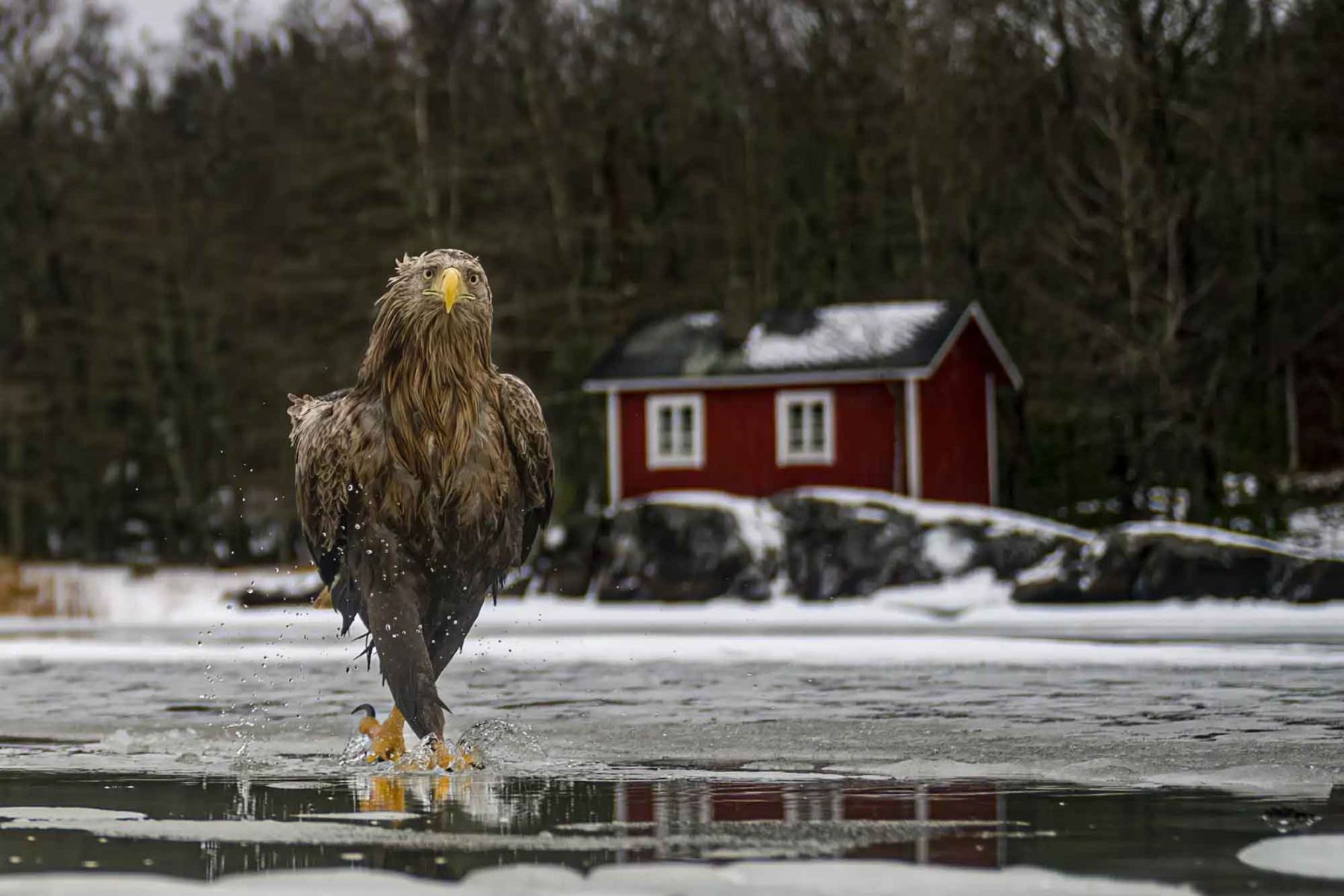 El concurso Nikon Comedy Wildlife Awards reúne imágenes finalistas que muestran momentos curiosos y espontáneos de la vida silvestre. La foto que abre la galería muestra a un águila de cola blanca avanzando sobre el agua, una de las escenas seleccionadas en esta edición. Foto: ANDINA/Rachelle Mackintosh.