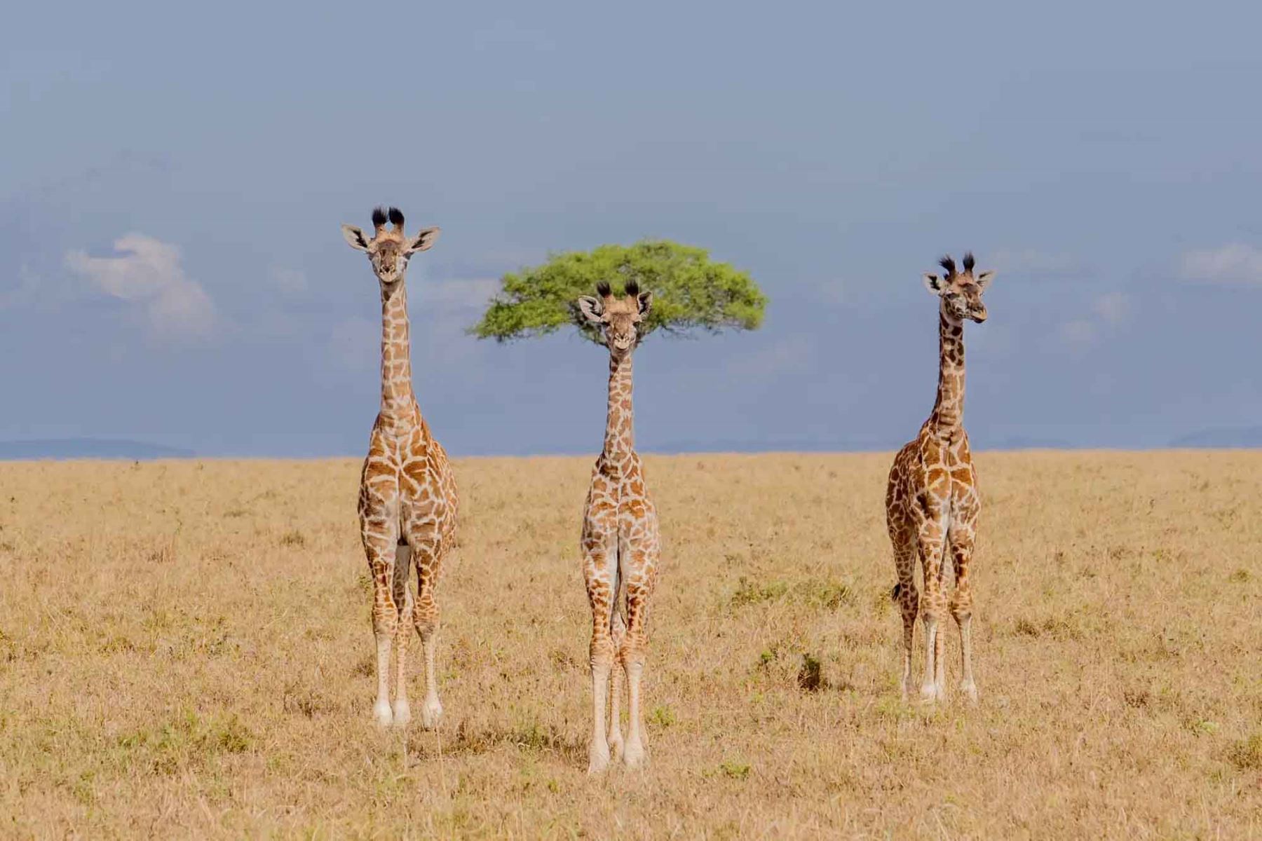 “The different one”, de Dirk Koster, muestra a tres jirafas jóvenes en Masai Mara, Kenia, con una acacia alineada detrás de una de ellas. Foto: ANDINA/Dirk Koster.