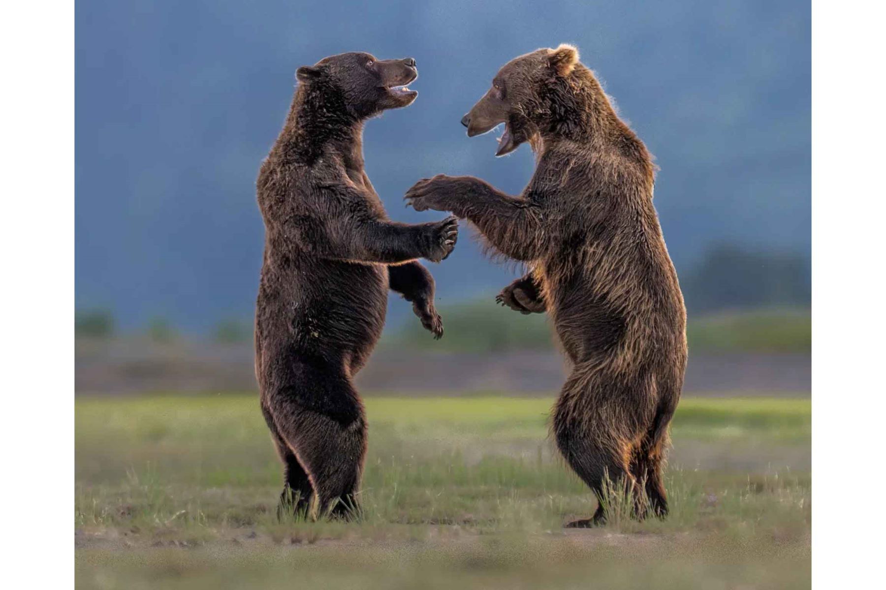 “Bears Sharing a Joke”, de Charles Janson, muestra a dos osos pardos jóvenes durante un juego de forcejeo en Chinitna Bay, Alaska. Foto: ANDINA/Charles Janson.