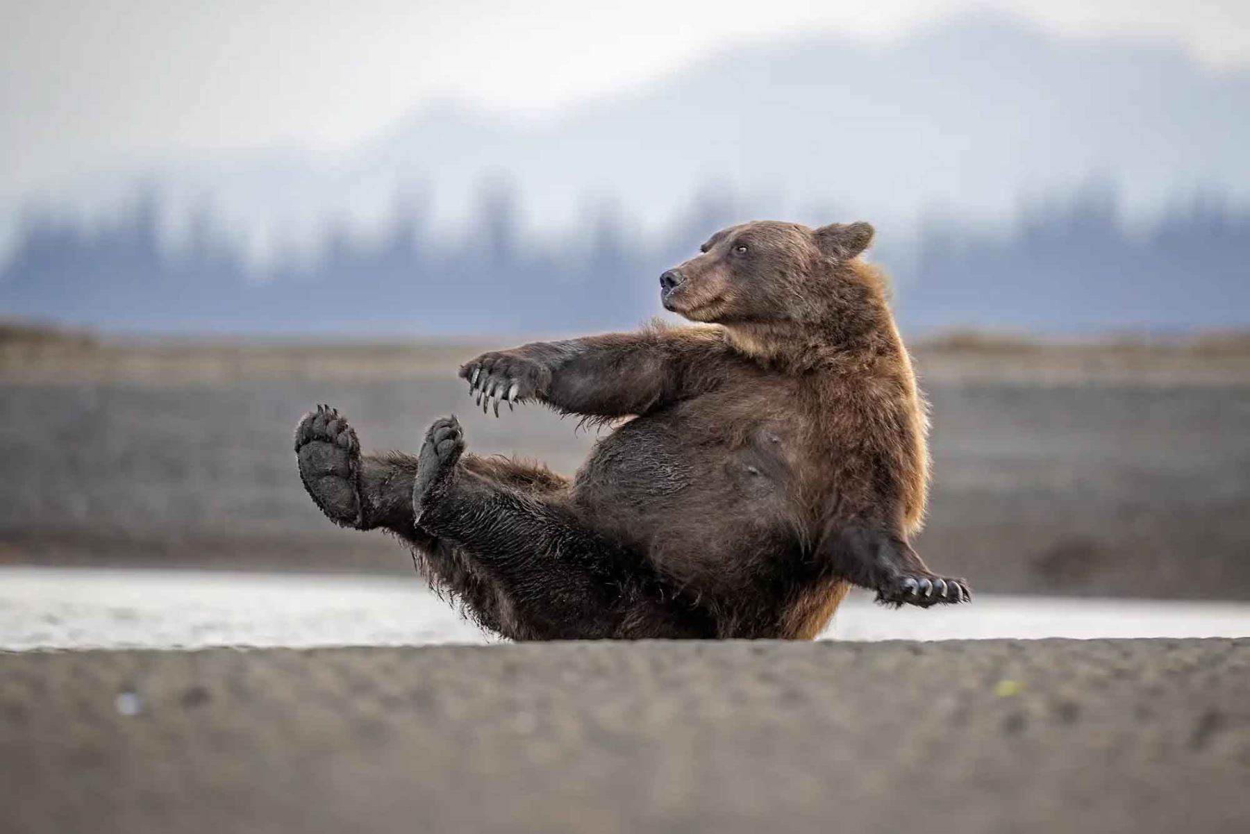 “Morning Calisthenics”, de Scott Suriano, presenta a un oso pardo en una postura corporal captada durante una escena natural del concurso. Foto: ANDINA/Scott Suriano.