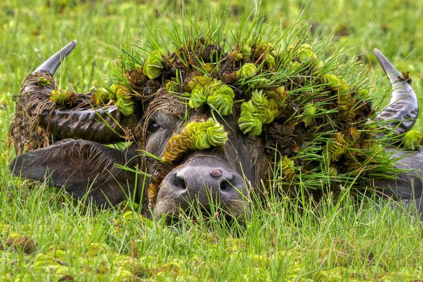 “Exhausted Badger cub”, de Lukas Andree Andersen, registra a una cría de tejón que se detuvo a descansar tras salir con su familia en un bosque de Suecia. Foto: ANDINA/Lukas Andree Andersen.