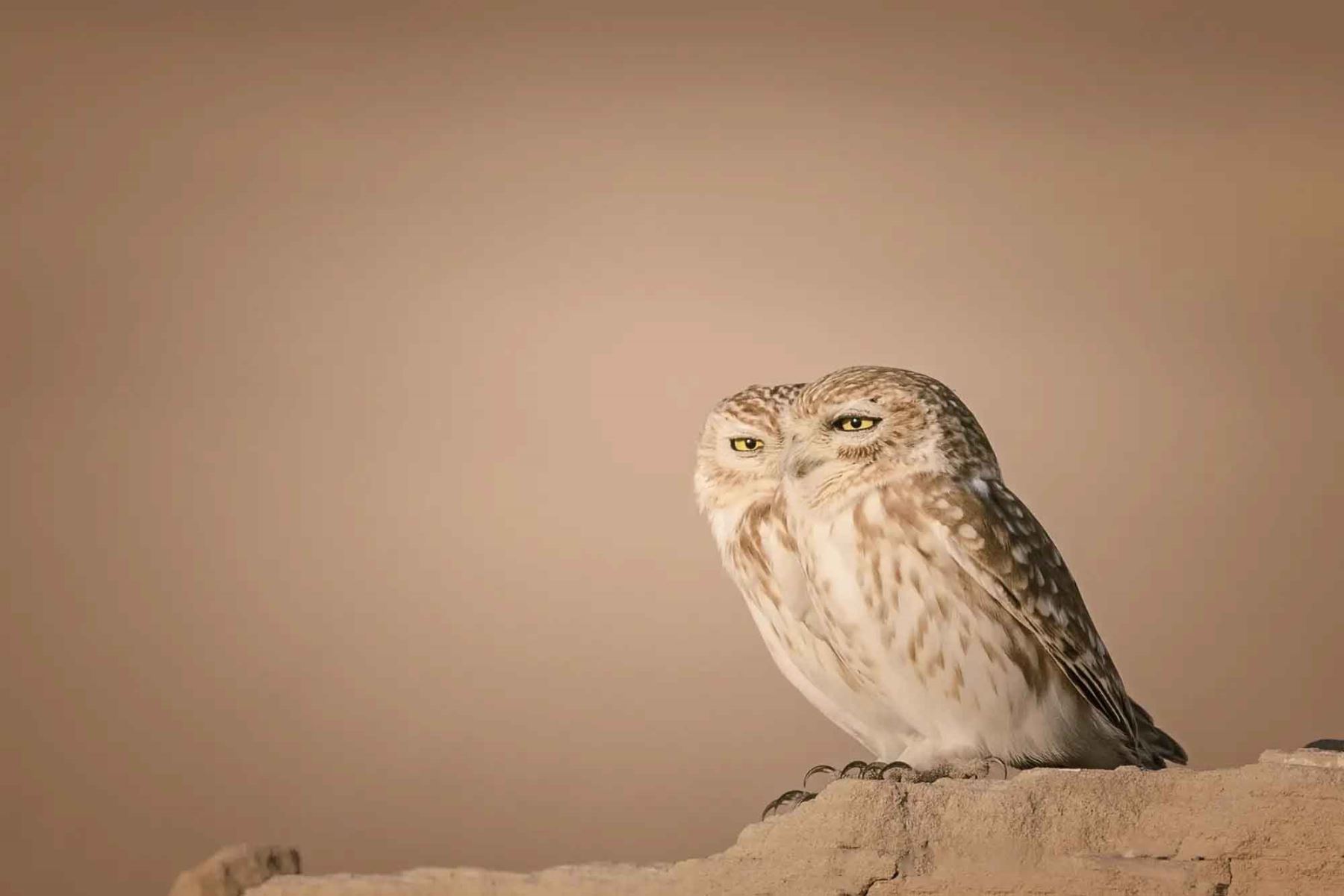 “Two birds one vision”, de Lynn Emery, reúne a dos pequeños búhos en el desierto de Al Qudra, en Dubái, con miradas dirigidas a distintos puntos. Foto: ANDINA/Lynn Emery.