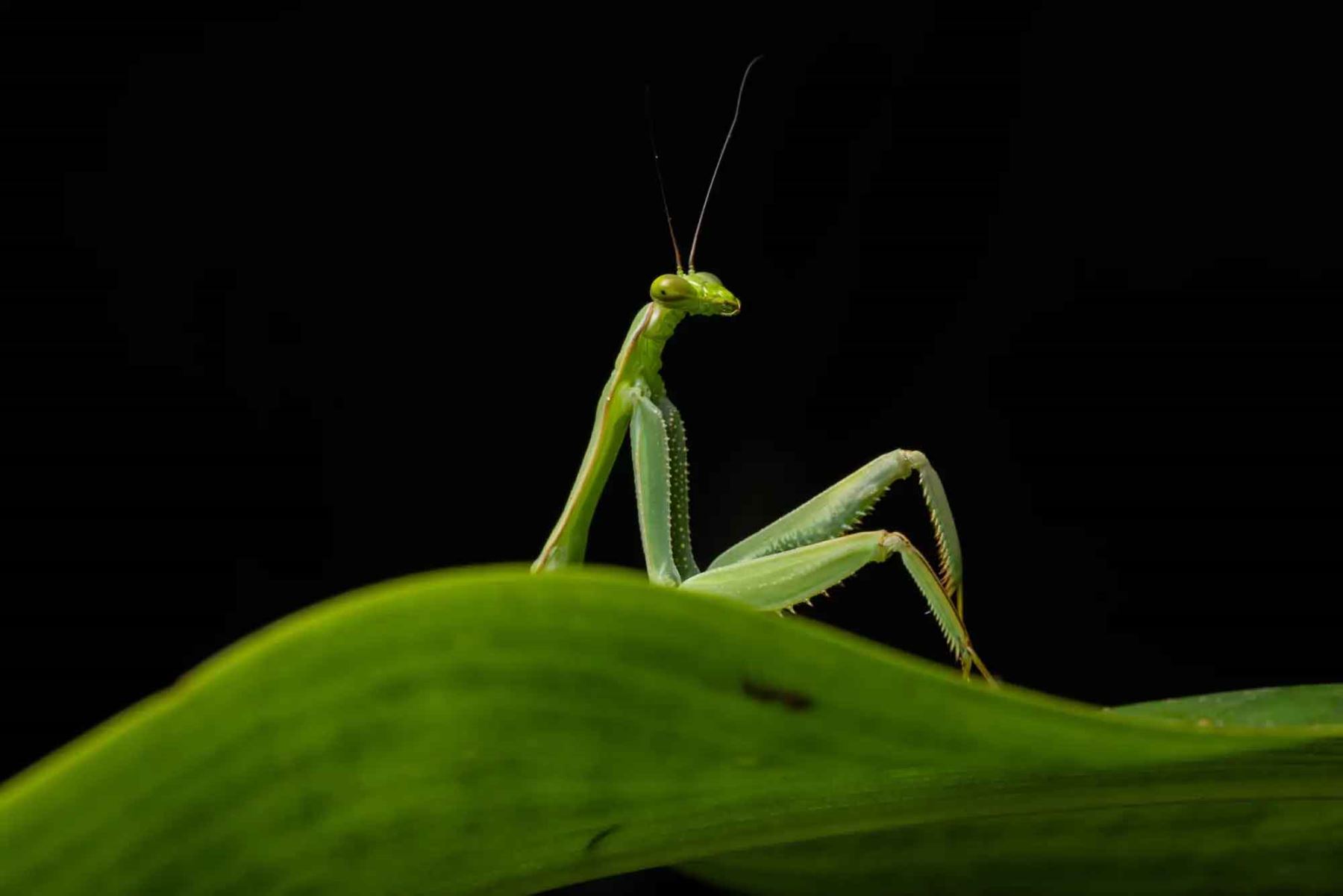 “Sexy Mantis”, de Diego Perez, muestra a una mantis verde asomada sobre una hoja durante una caminata nocturna en Camanti, Cusco, zona de alta biodiversidad. Foto: ANDINA/Diego Perez.