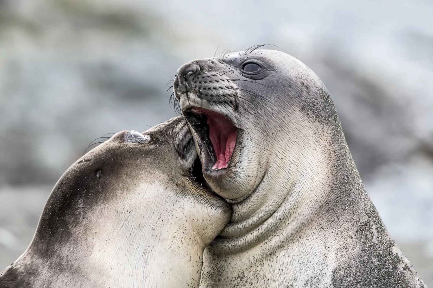 “Smile”, de Marek Jackowski, muestra a un elefante marino desplazándose entre polluelos de pingüino rey en Georgia del Sur. Foto: ANDINA/Marek Jackowski.