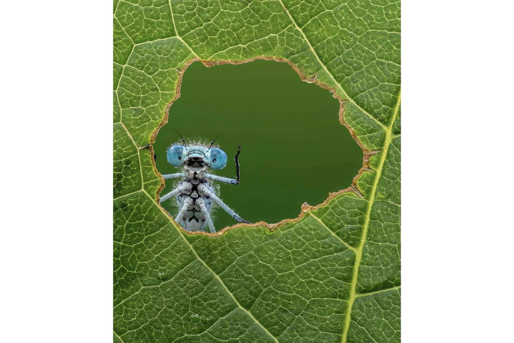 “Nature’s Window”, de Lee Frost, capta a un caballito del diablo asomado por un agujero natural en una hoja, en Stoke-on-Trent, Inglaterra. Foto: ANDINA/Lee Frost.