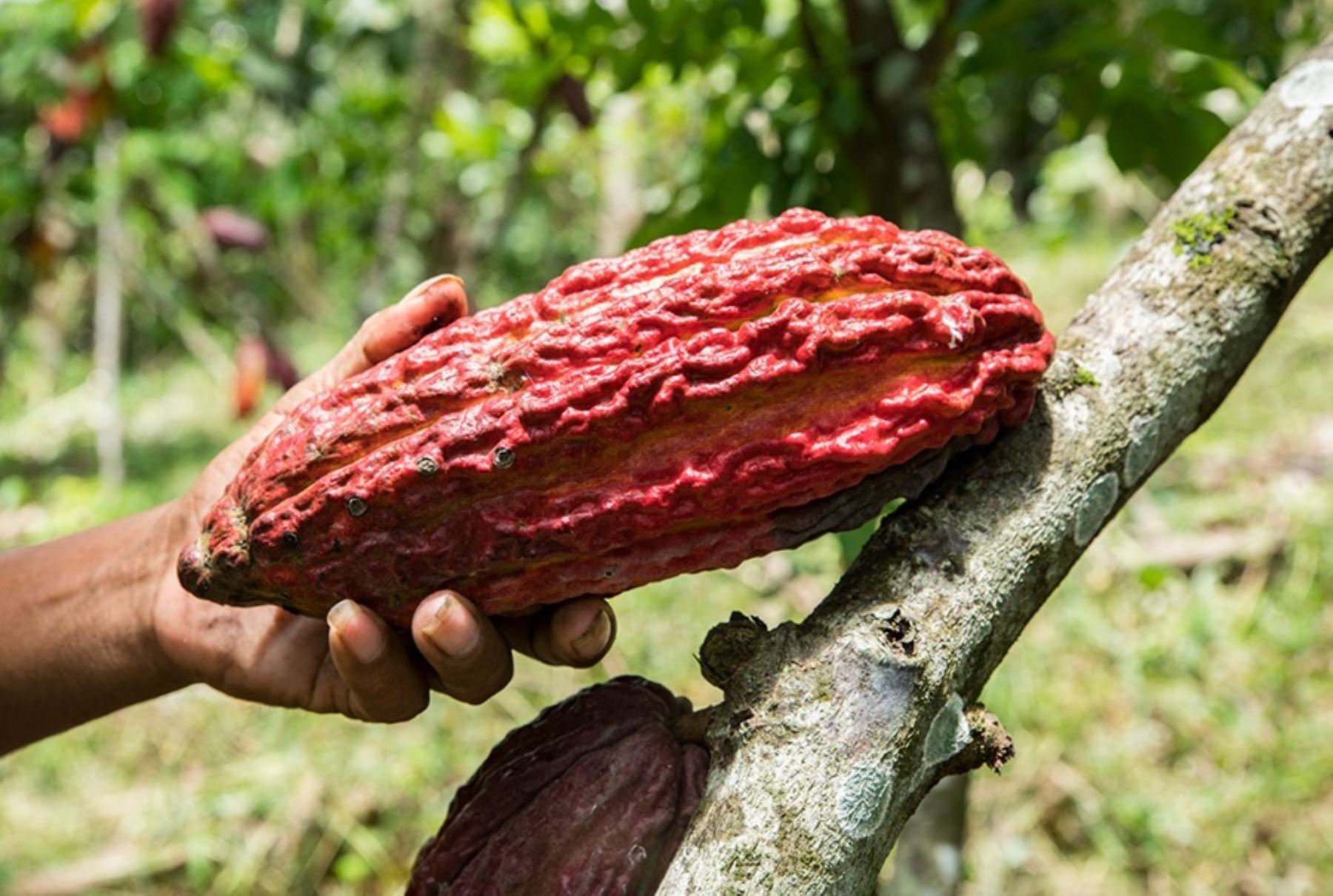 Loreto: INIA impulsa técnicas orgánicas para mejorar fertilidad en cultivo de cacao