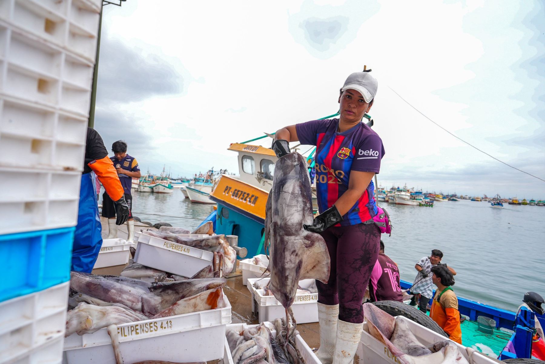 Produce autoriza continuidad de actividad extractiva de pota durante El Niño 2026-2027