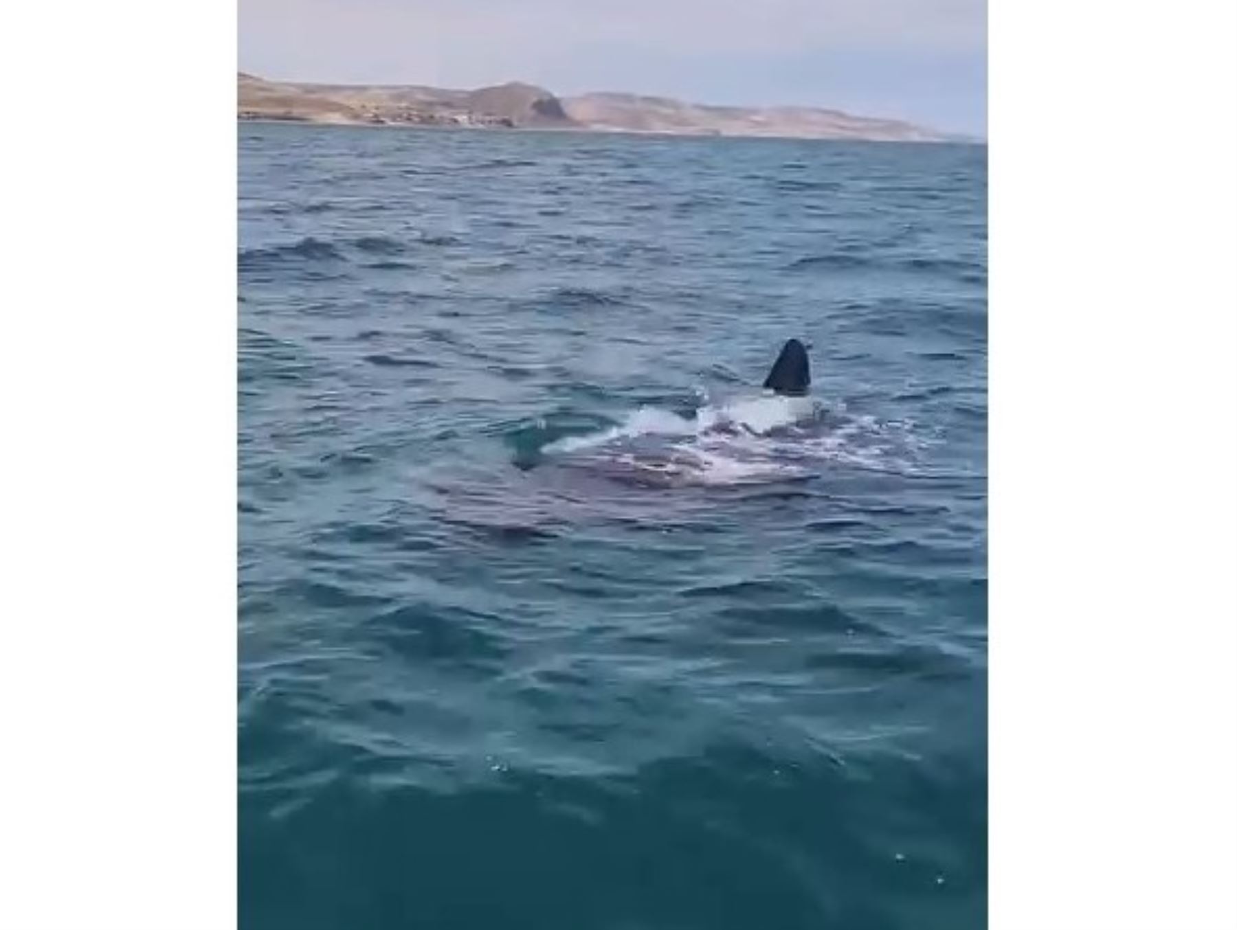 Espectáculo marino en Piura: avistan tiburón ballena de seis metros frente a Los Órganos