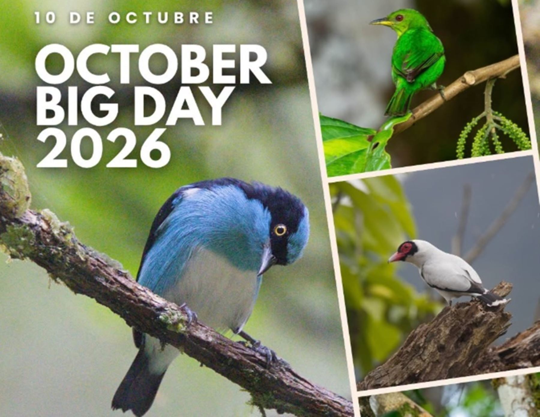 Este sábado 10 de octubre se realizará la jornada mundial denominada “October Big Day”