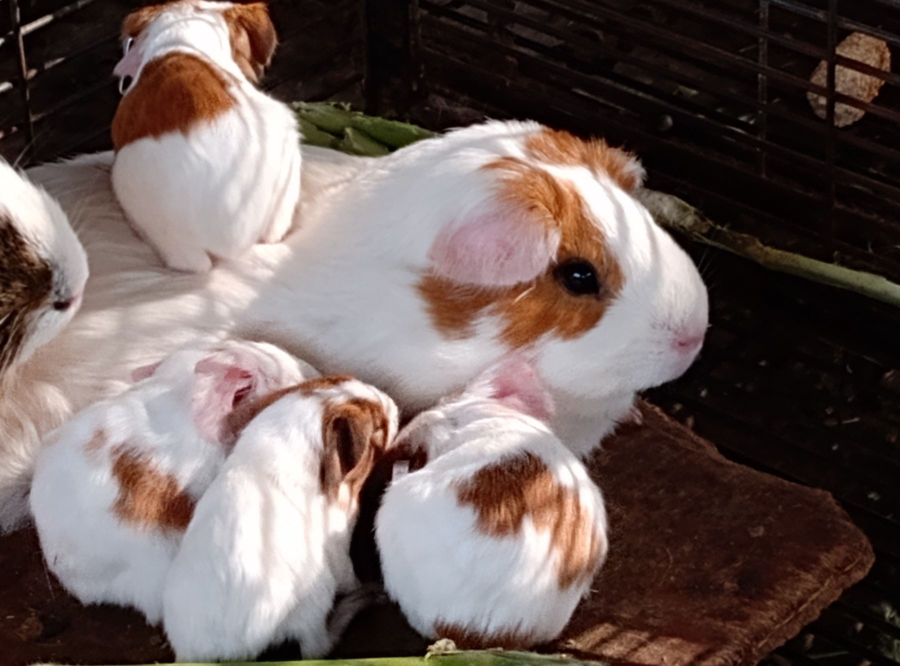 Día Nacional del Cuy: INIA anuncia presentación de una nueva raza de emblemática especie