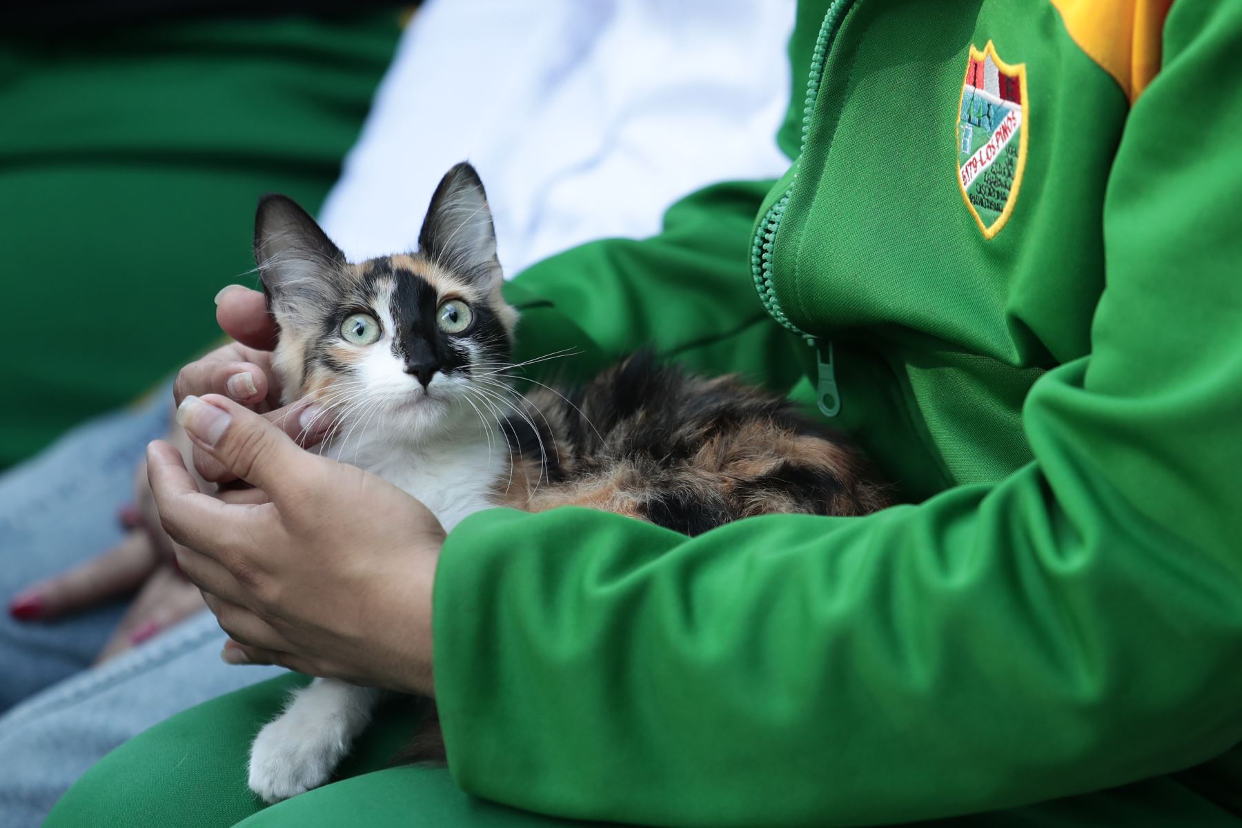 Desde la I.E. Nro. 5179 Los Pinos de Puente Piedra, el viernes 9 de octubre se realizó la feria educativa "Patitas en Acción: Cuidamos el Ambiente y Protegemos a los Animales", organizado por el grupo estudiantil "Patitas en Acción". El objetivo del evento es promover la tenencia responsable de mascotas en niños y adolescentes. Foto: ANDINA/Daniel Bracamonte