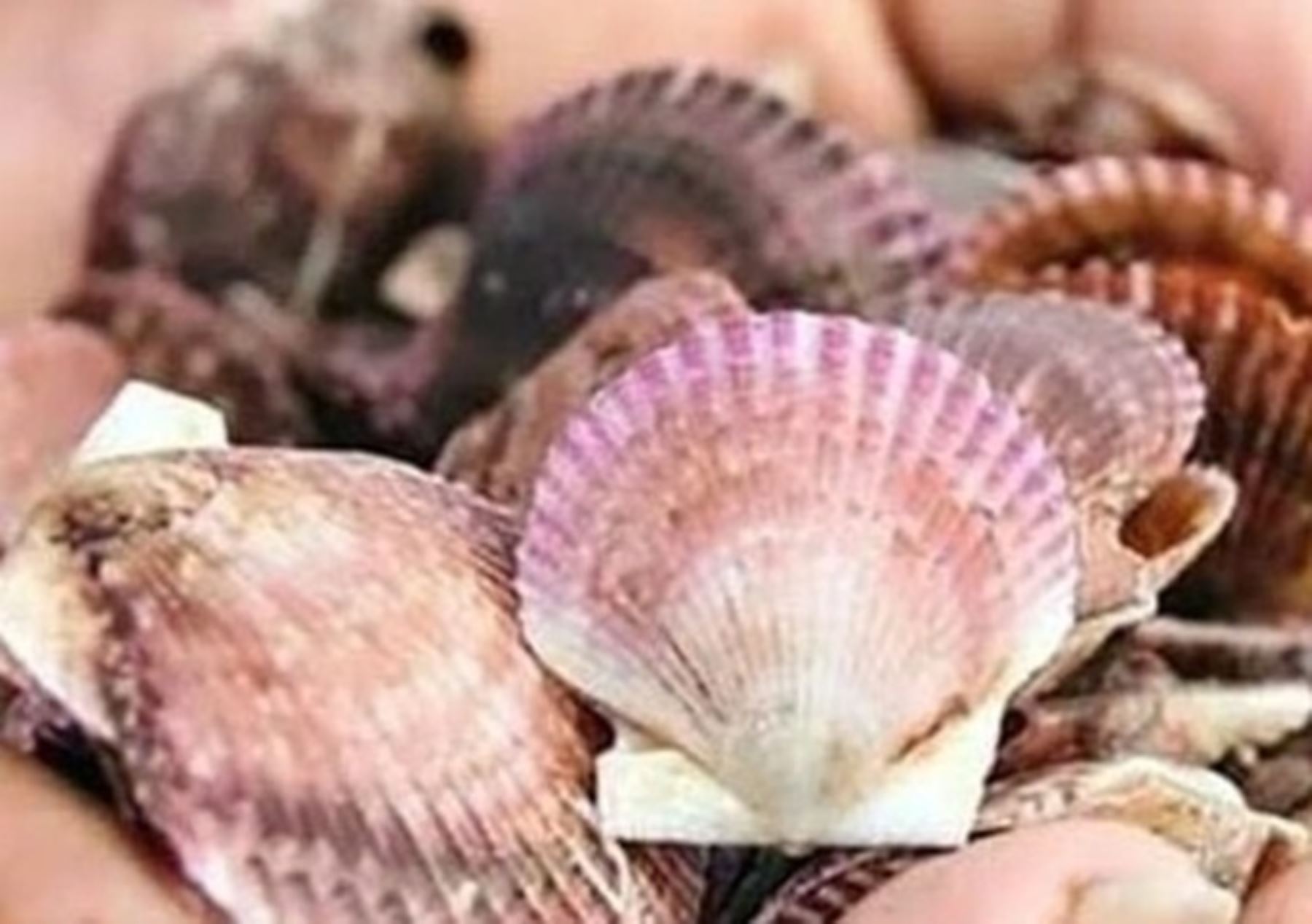 Fenómeno El Niño: estudian población de concha de abanico en Paracas ante posible impacto