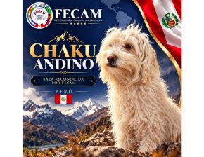 El chaku andino cusqueño se convirtió en la tercera raza canina originaria de Perú reconocida internacionalmente.