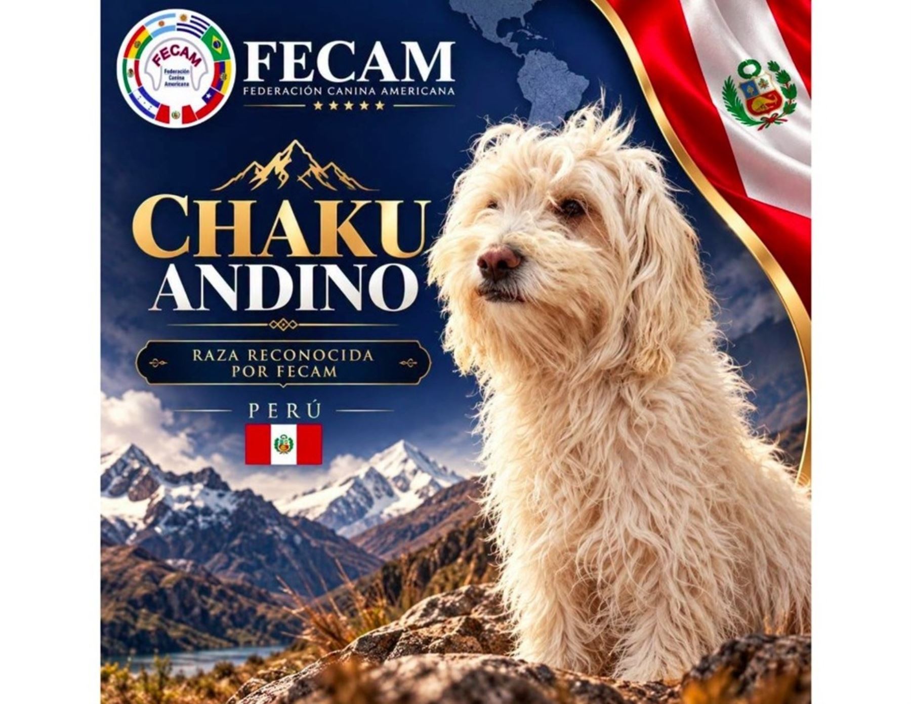 ¡Perú suma una tercera raza canina reconocida! Se trata del perro chaku andino cusqueño