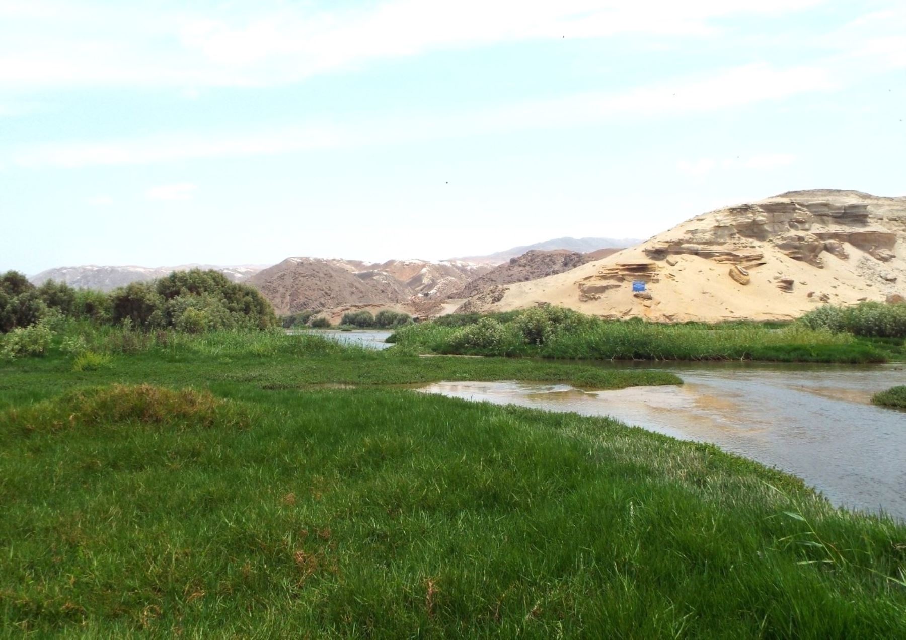¿Planeas visitar las lomas costeras? Piden proteger flora y fauna silvestre de ecosistemas