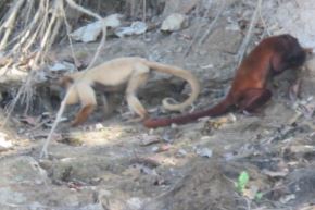 Cotomono rojo ("Alouatta seniculus") destaca por su pelaje inusualmente claro. Foto: Rivelino Llaqtahuamani