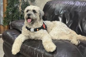 Chismoso, el perrito ARMY que quiso entrar al tercer concierto de BTS, es muy juguetón y de buen carácter. Busca un hogar definitivo donde le puedan dar cariño. Foto: Cortesía Karla Valera