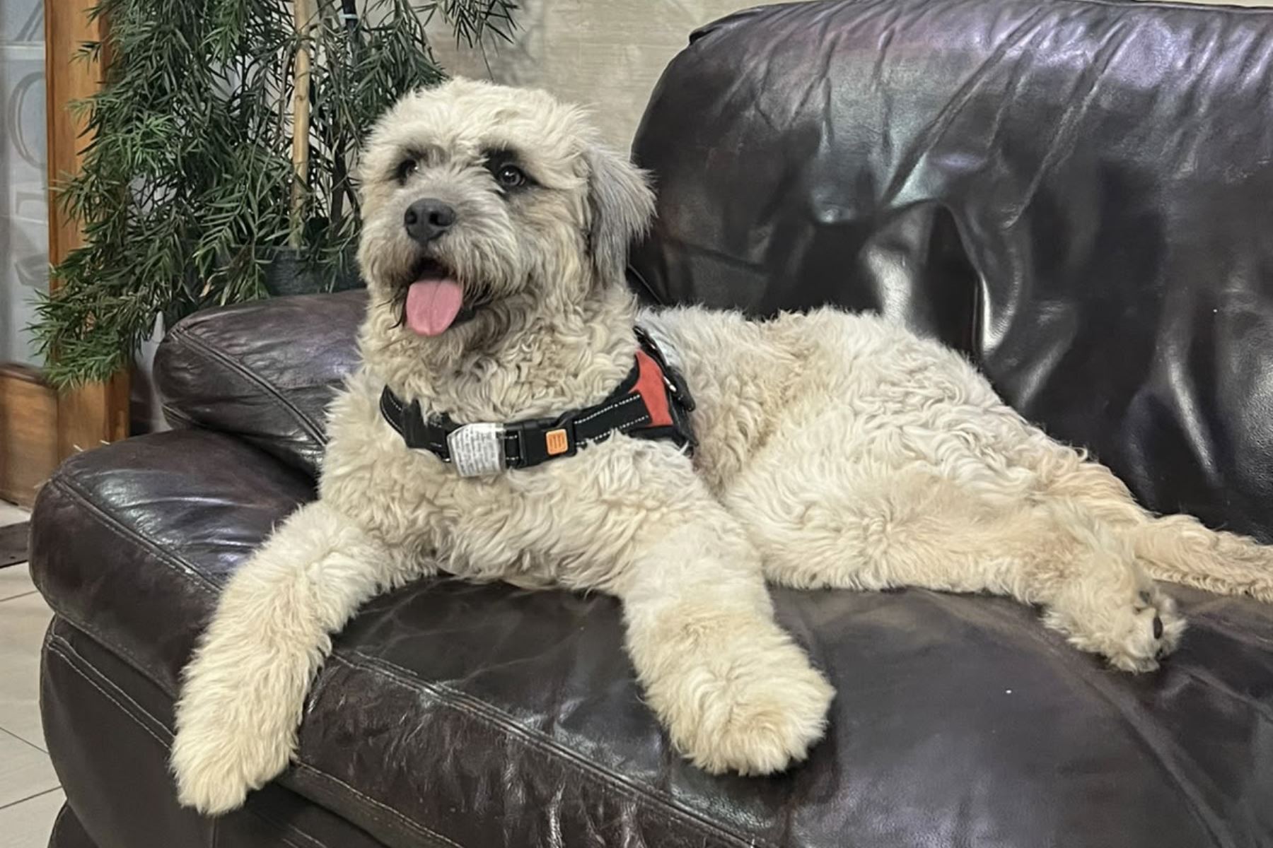 Conoce a Chismoso, el perrito ARMY que llegó sin boleto al tercer concierto de BTS