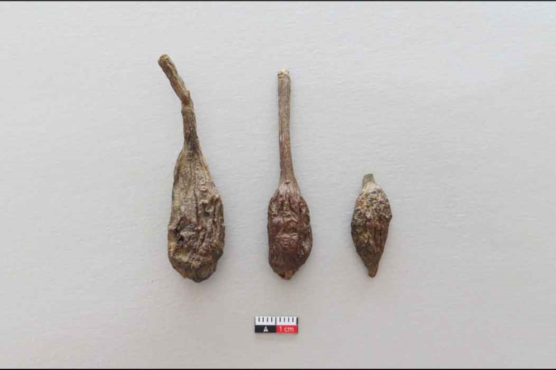 Las piezas arqueológicas encontradas durante las investigaciones en el valle de Chicama permiten documentar aspectos de las antiguas poblaciones mochicas. Entre los hallazgos destacan representaciones de arcilla recuperadas en los rellenos tempranos de la huaca Santa Ana. Foto: ANDINA/Luis Puell.