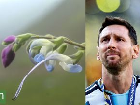 Lionel Messi tiene una flor que crece en los Andes peruanos. Foto: Composición