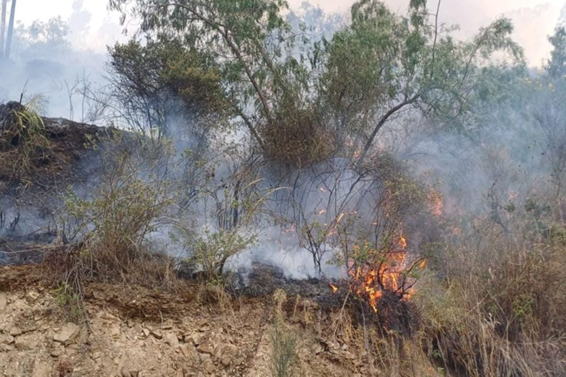 Pasco: incendios forestales en Rocco y Huancabamba causa daños en áreas de cultivo