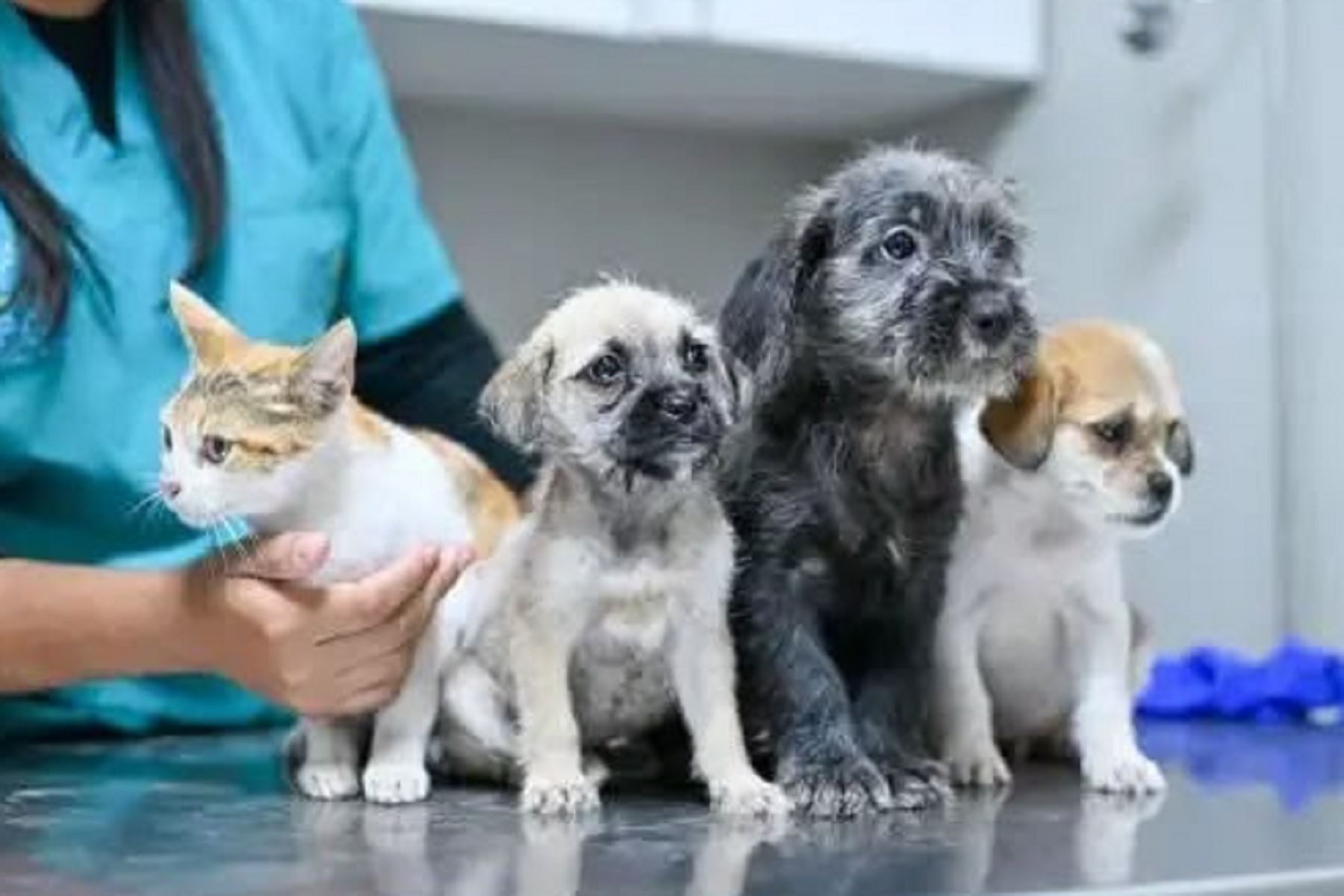 ¿Sabes cómo denunciar un caso de maltrato o abandono animal?