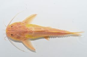Investigadores del IIAP documentaron por primera vez esta alteración de la pigmentación en el bagre espinoso "Pterodoras granulosus", una especie que normalmente presenta una coloración oscura. Foto: IIAP